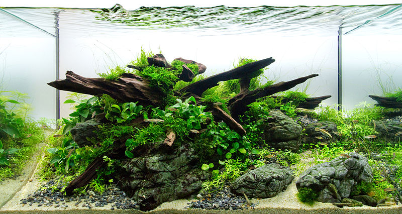 Swell UK planted aquarium