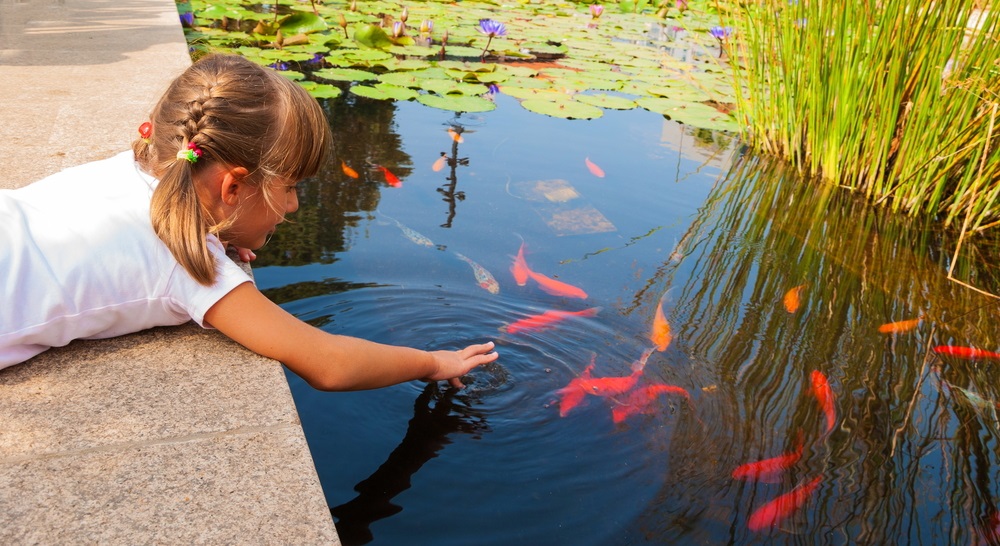 child looking at Koi Carp fish in pond