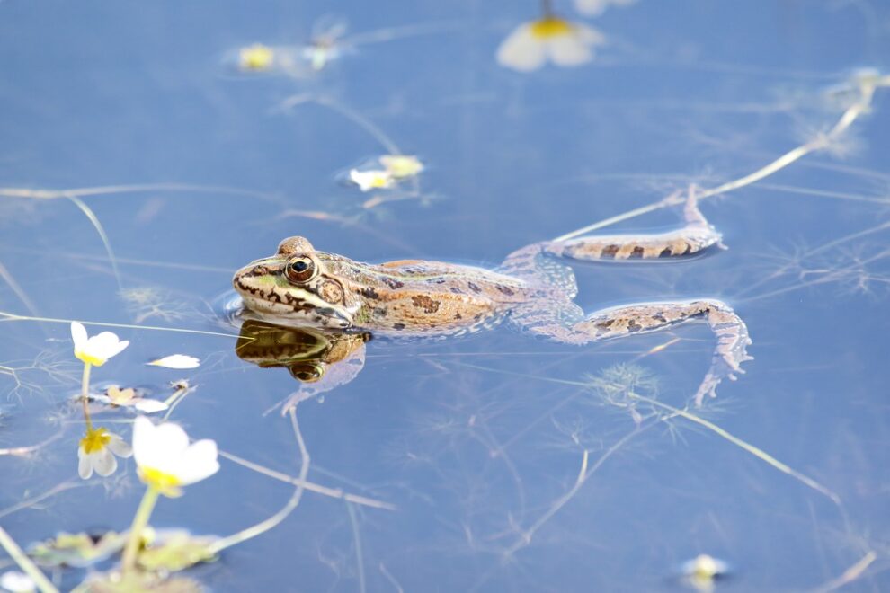 frog in pond with daisys