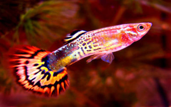 What are the most colourful tropical fish? - Help Guides