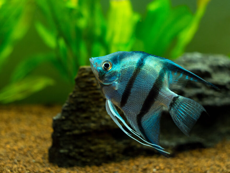 Blue angelfish in an aquarium